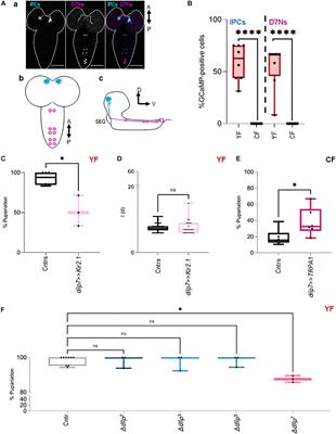 DIlp7-Producing Neurons Regulate Insulin-Producing Cells in Drosophila